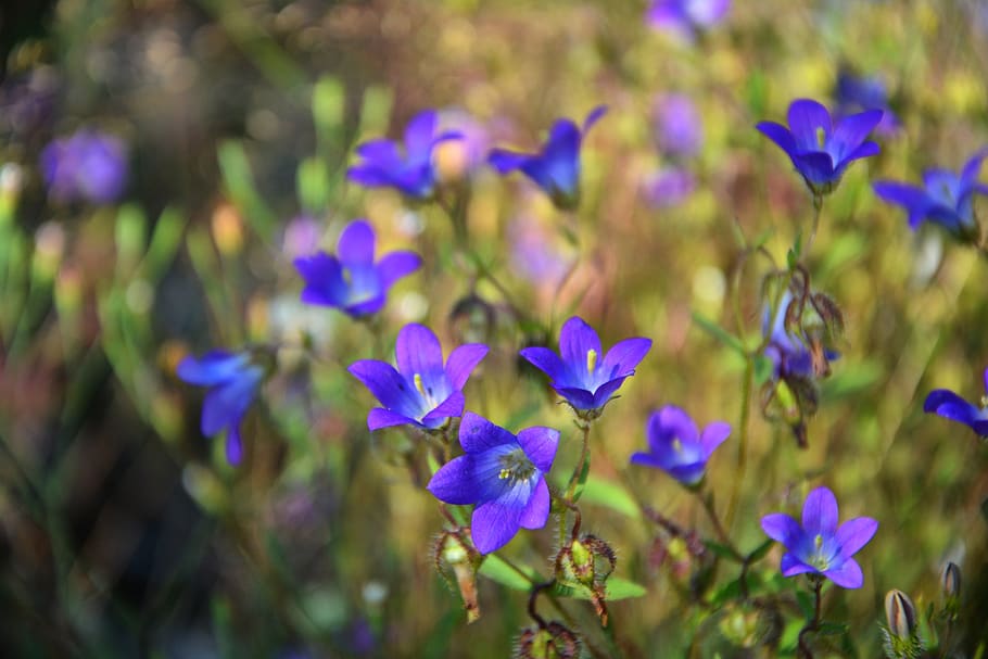 wildflowers, the bluebells, spring, nature, flora, purple flowers, HD wallpaper