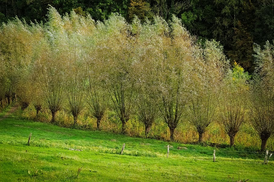 Graze, Trees, Nature, Branches, Braid, landscape, forest, row of trees HD wallpaper