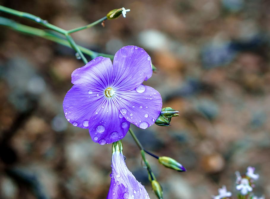 purple petaled flower with water dew, flowers, blue, tiny, petals HD wallpaper