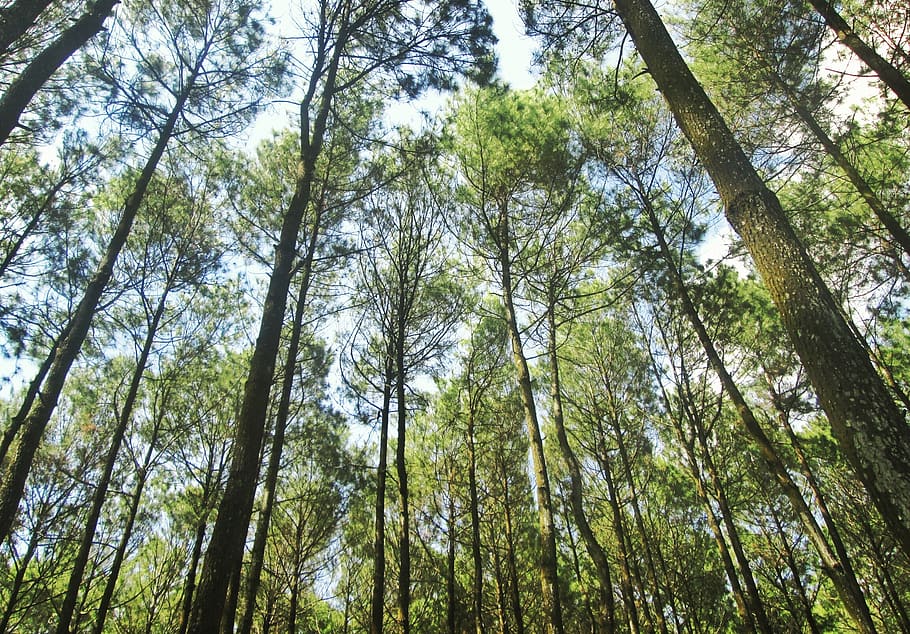forest, trees, nature, environment, leaves, pine trees, wild HD wallpaper