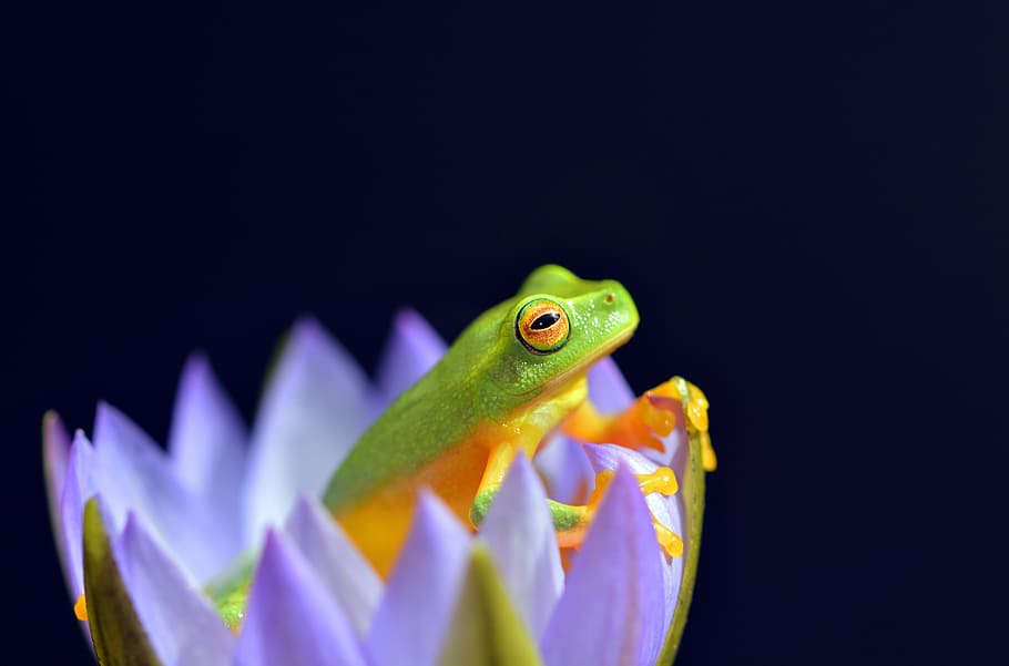 selected focus photo of green and yellow frog in purple petaled flower, selective focus photography of frog in flowers, HD wallpaper