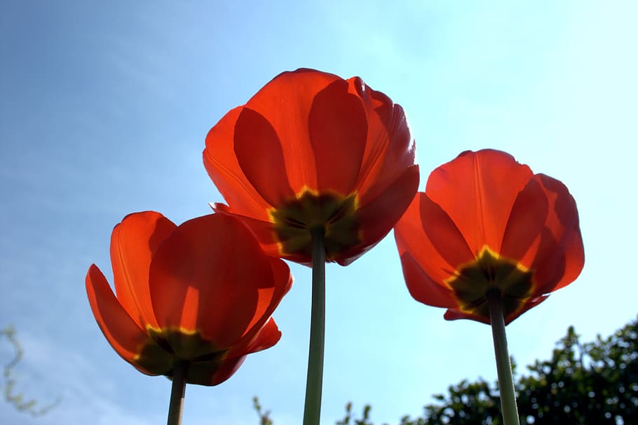 poppy, back light, red, blue, nature, klatschmohn, light on HD wallpaper