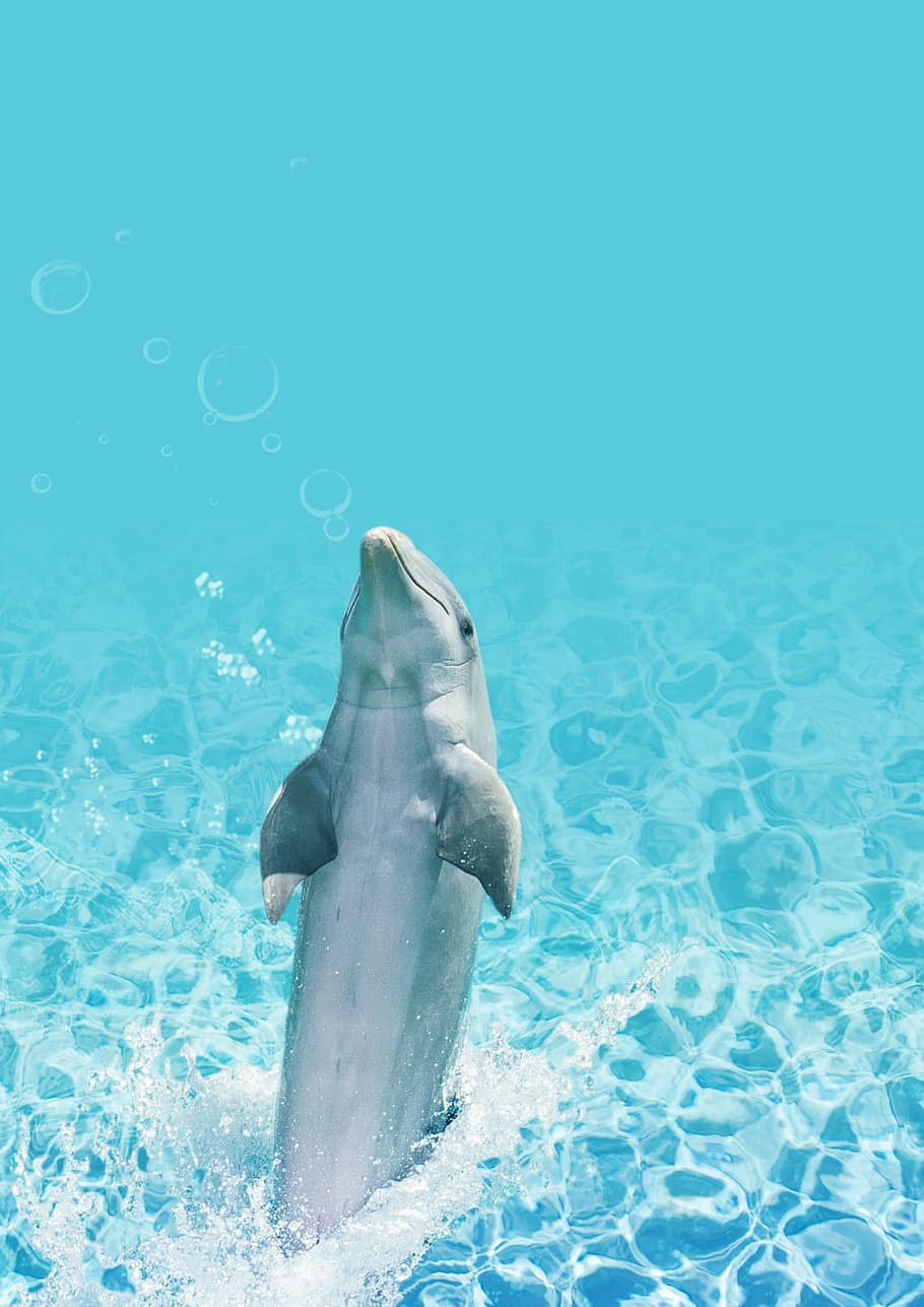 dolphin on body of water, background, fish, swim, inject, dance HD wallpaper
