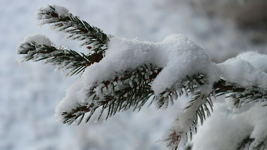 winter, snow, frost, tree, six, cold temperature, frozen, nature HD wallpaper