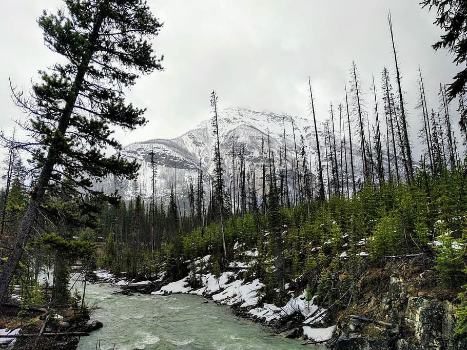 river surrounded by forest, snow capped mountain near forest HD wallpaper