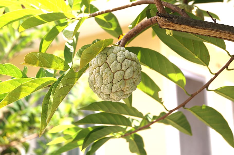 tree, nature, leaf, fruit, flora, greens, sugar-apple, fruit tree HD wallpaper