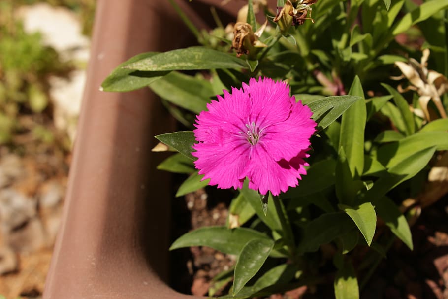 Nature, Flowers, Gar, Leaf, Summer, fresh, color, garden, natural HD wallpaper
