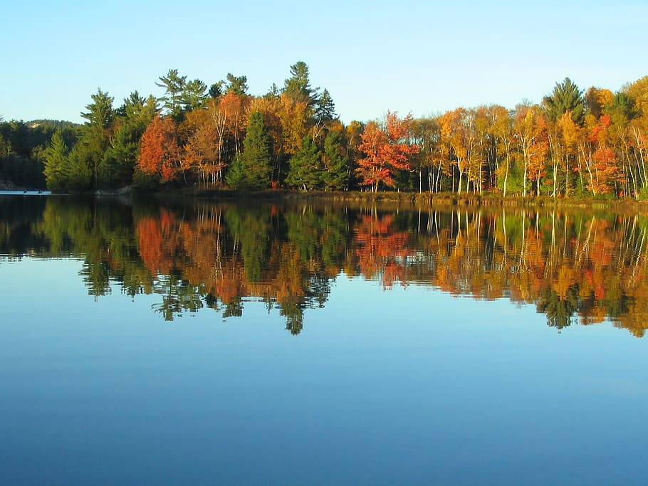 body of water fronting trees, lake, fall, colours, reflection HD wallpaper