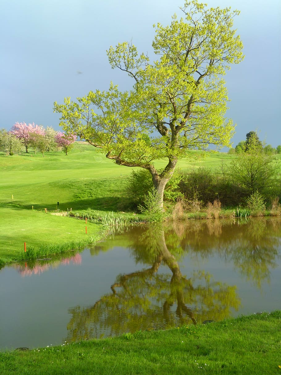 golf, sport, water, reflection, tree, green, rosa, flowers HD wallpaper