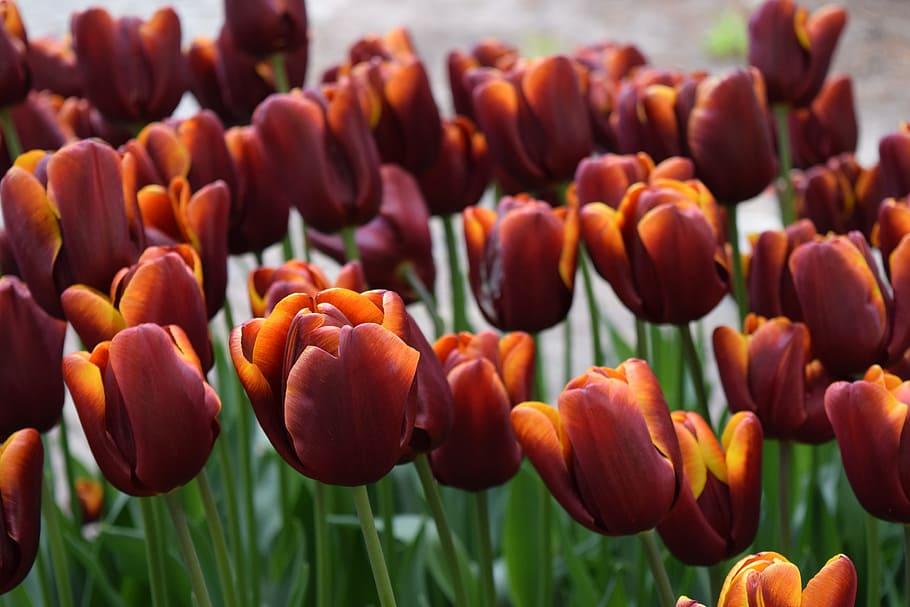 Tulip, Flowers, Netherlands, growth, nature, freshness, plant HD wallpaper