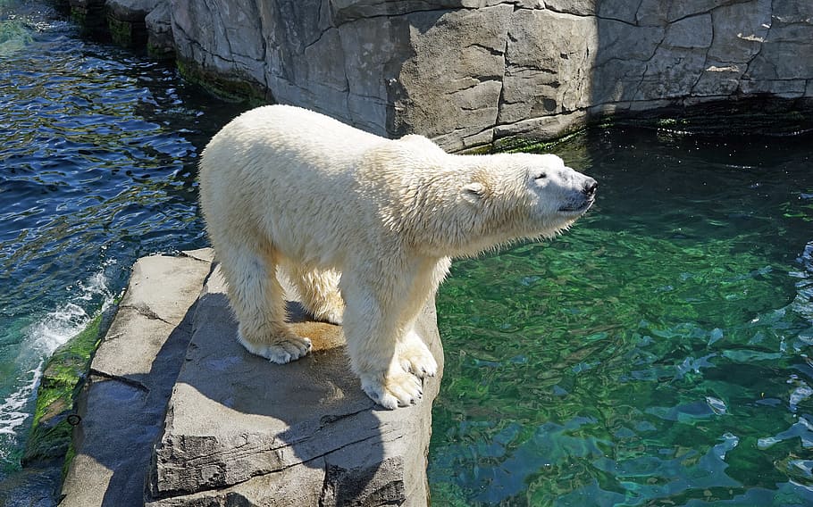 Polar Bear standing on rock surrounded by shallow water during daytime HD wallpaper