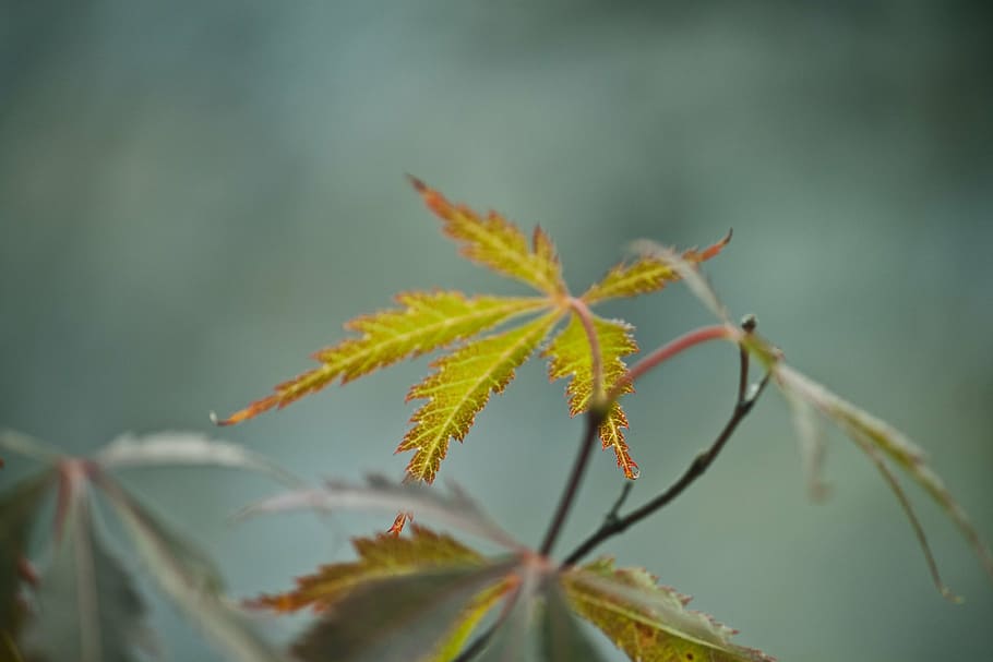 macro, detail, leaf, leaves, plant, nature, spring, close, close-up HD wallpaper