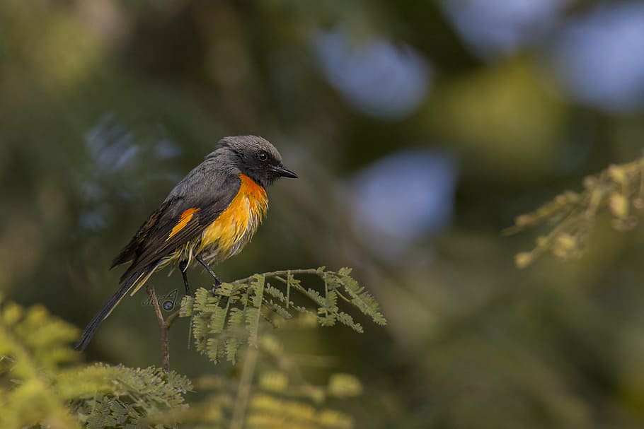 bird, mysore, india, deejayclix, tree, perched, minivet, red HD wallpaper
