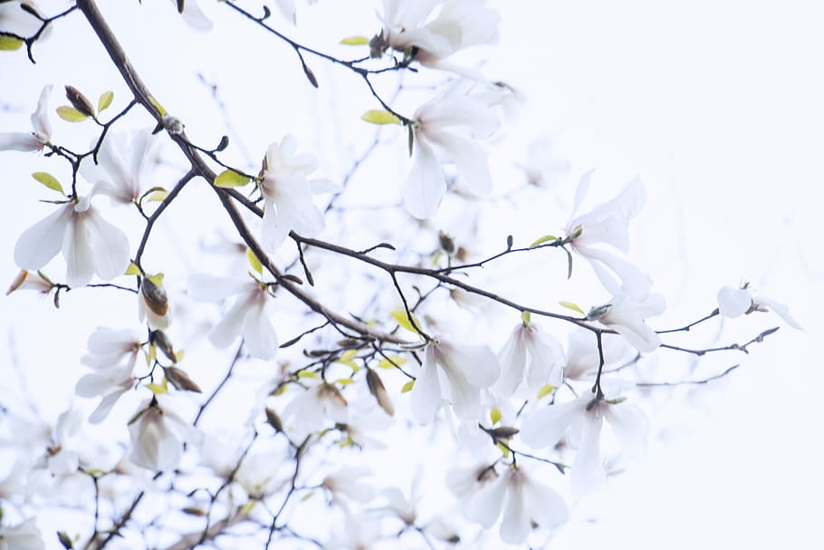 close-up photo of white flowers, selective focus photography of white petaled flowers HD wallpaper