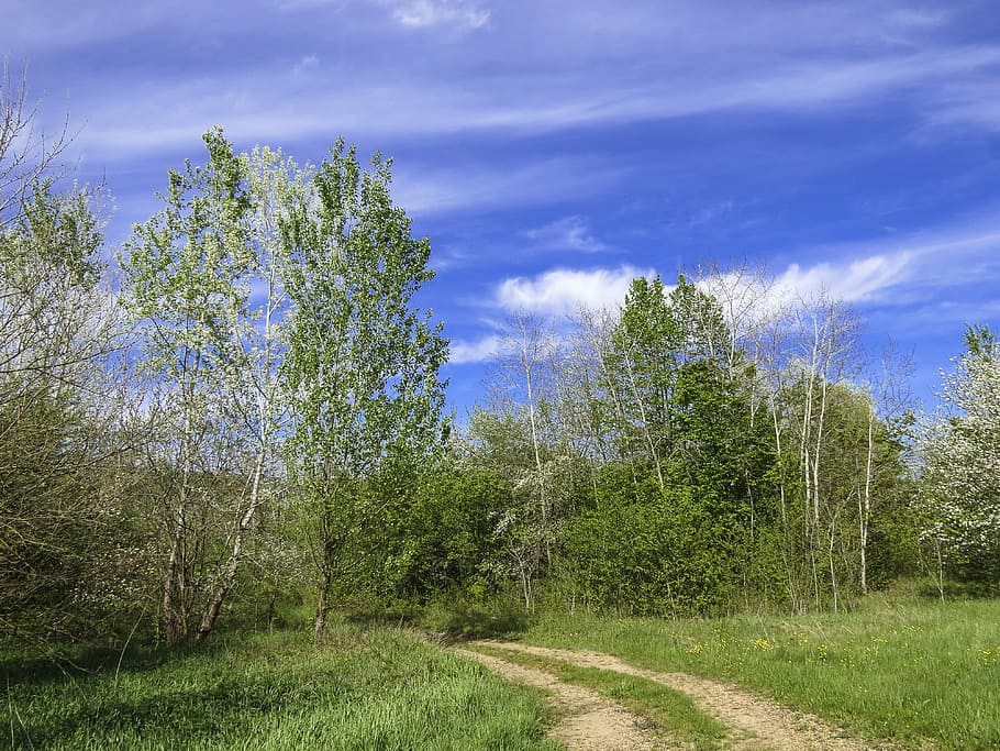 road, forest, summer, trees, landscape, sky, village, russia HD wallpaper