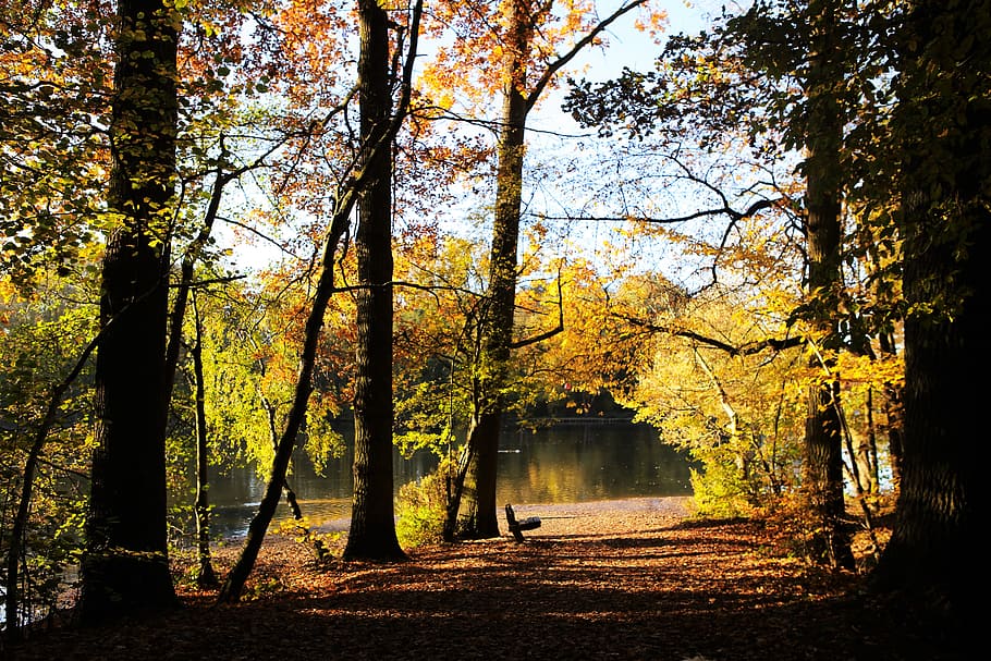 forest path, by look, walking path, nature, landscape, parks HD wallpaper