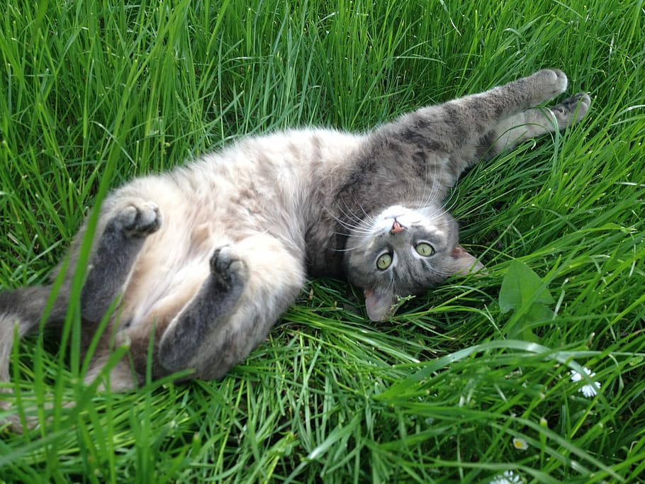 Cat, Grass, Play, Animal, Pet, grey, domestic cat, green eyes HD wallpaper