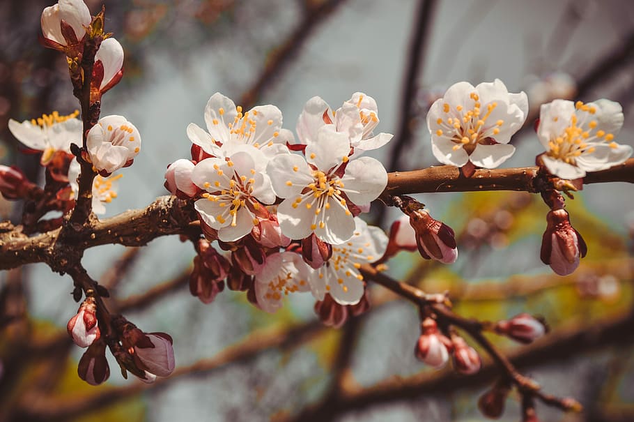 selective focus photography of white cherry blossoms, flower HD wallpaper