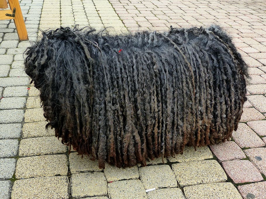 adult black puli standing on pavement, dog, rasta braids, shaggy