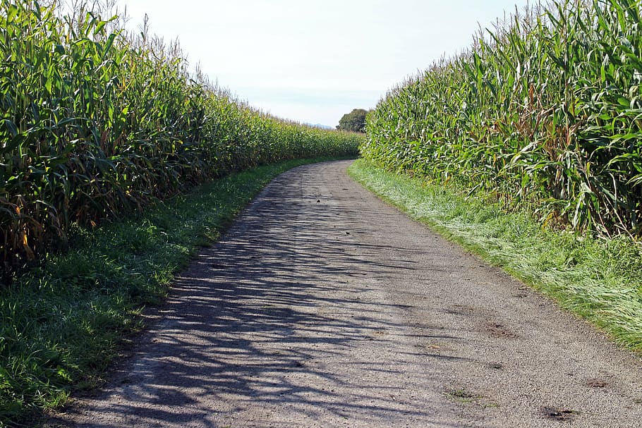 corn, cornfield, away, road, lane, dirt track, agriculture HD wallpaper