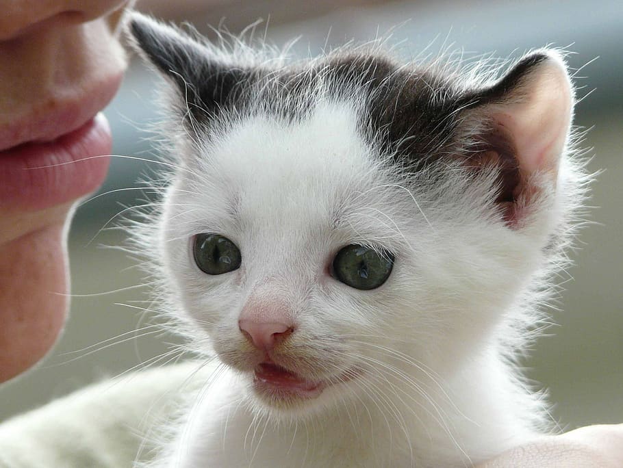 shallow focus photography of white kitten, cat, chick, little HD wallpaper