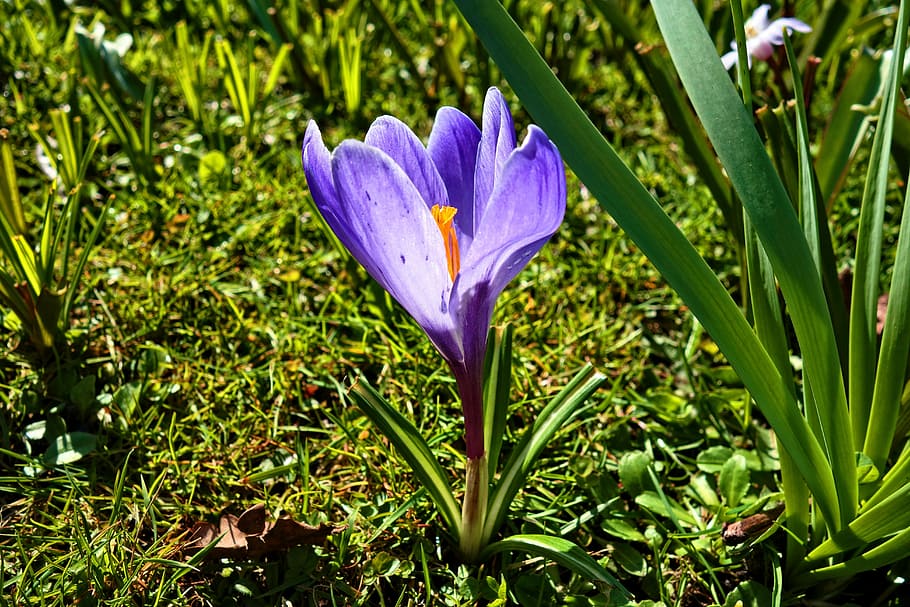 selective focus photography of purple petaled flower, crocus HD wallpaper