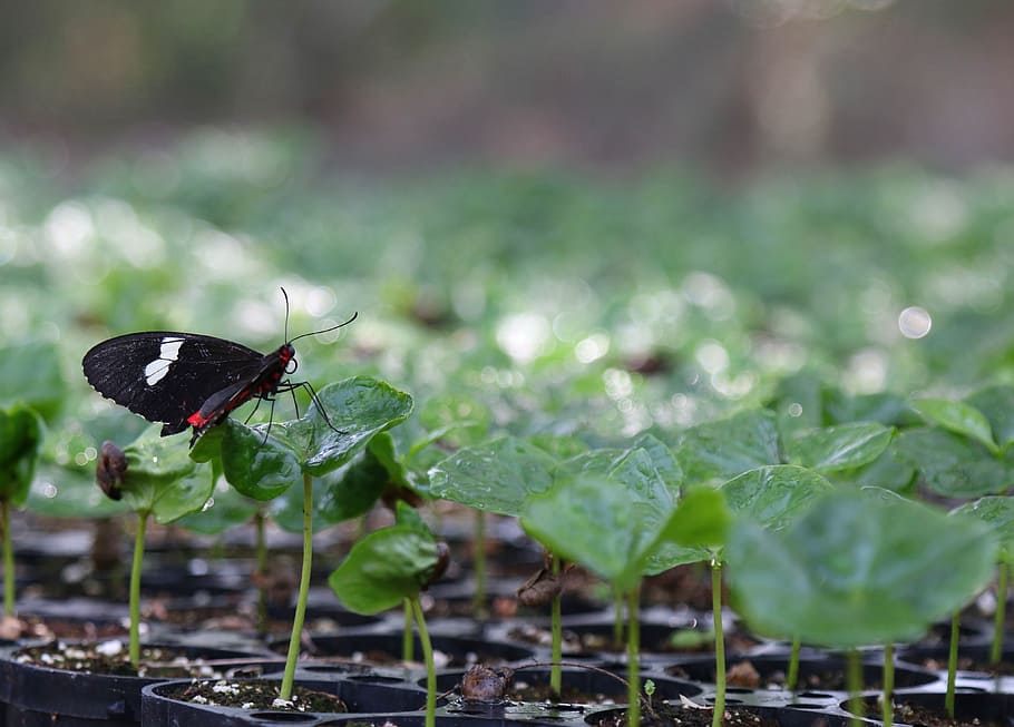 coffee seed, fresh, butterfly, insect, invertebrate, animal themes HD wallpaper