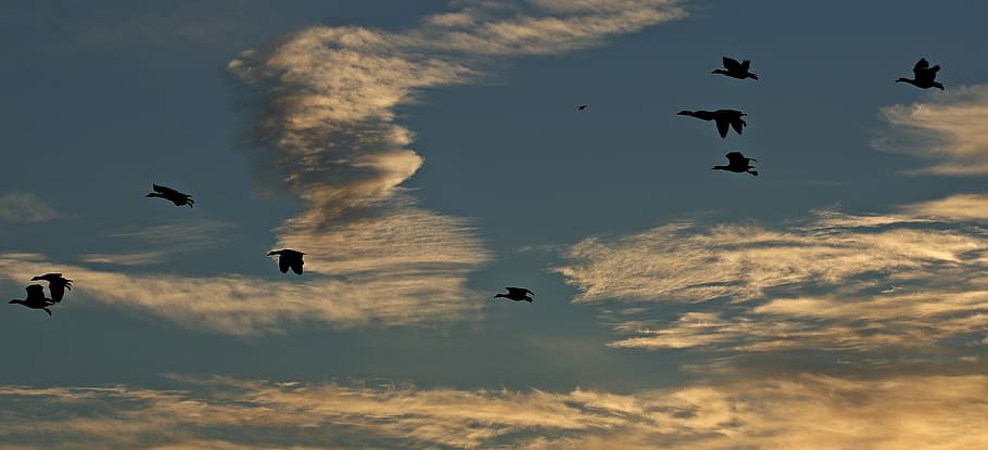 silhouette of birds under blue sky, sunset, ducks, abendhimmel fly HD wallpaper