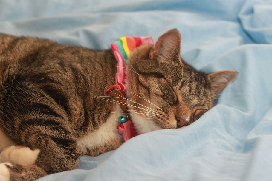 cat, tabby, rainbow, domestic cat, mammal, pets, animal themes HD wallpaper