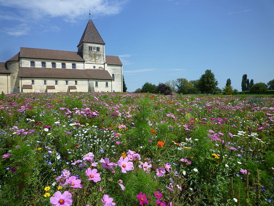 church, monastery, nature, flowers, meadow, bloom, blütenmeer HD wallpaper