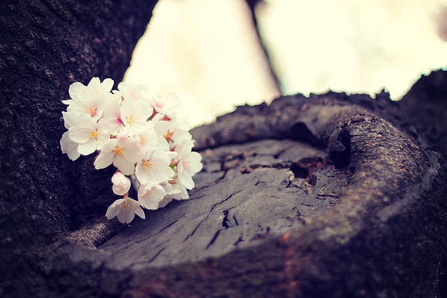 tilt shift lens photography of white flowers on top of brown tree during daytime HD wallpaper