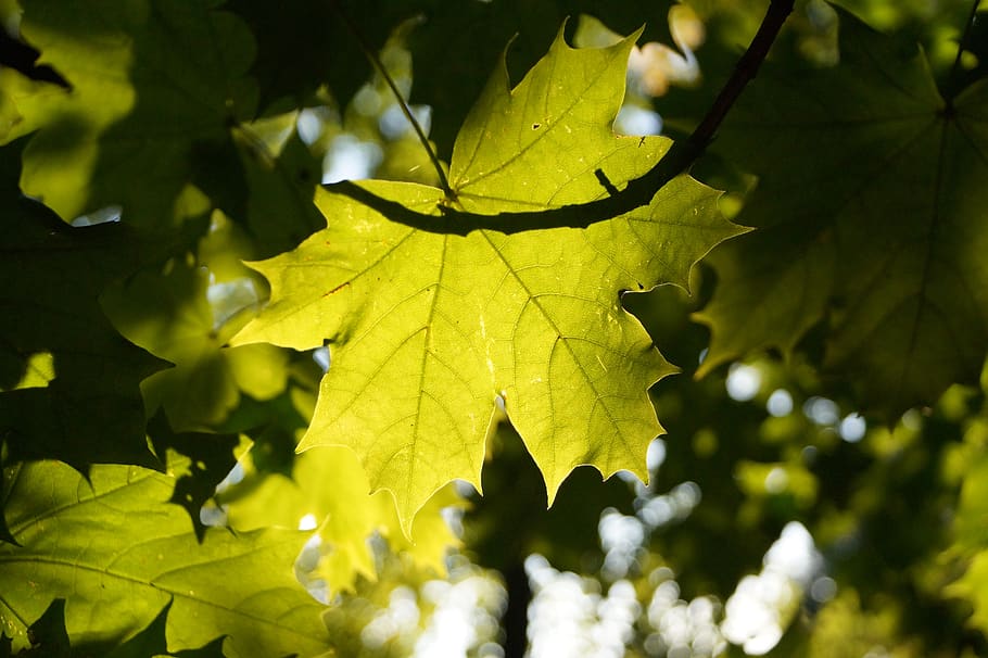 light, shadow play, plant, forest, backlighting, leaf, plant leaves HD wallpaper