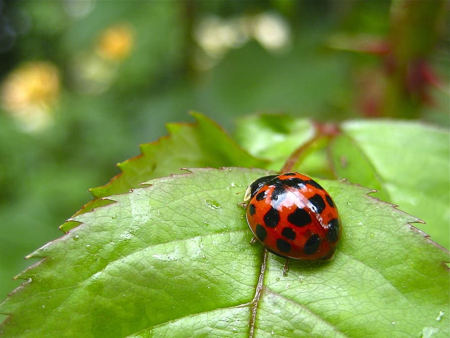 ladybug, green, red, nature, leaf, insect, happiness, calm HD wallpaper