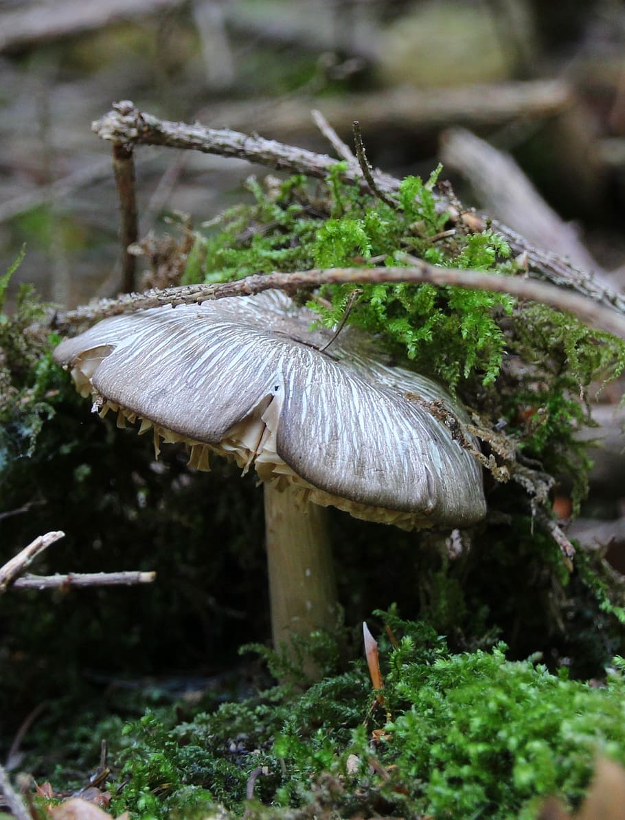 mushroom, forest, moss, fungus, plant, toadstool, growth, vegetable HD wallpaper
