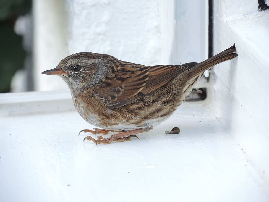 sparrow, sperling, bird, animal, animal themes, vertebrate HD wallpaper