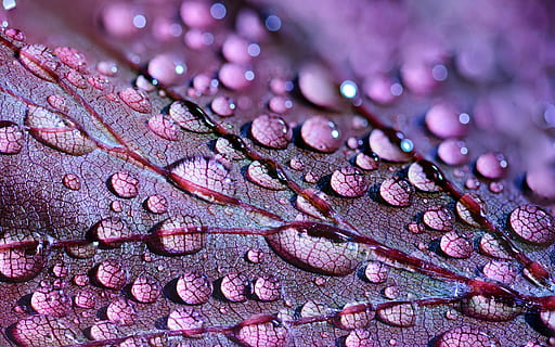 purple leaf plant with dew micro photography, abstract, art HD wallpaper