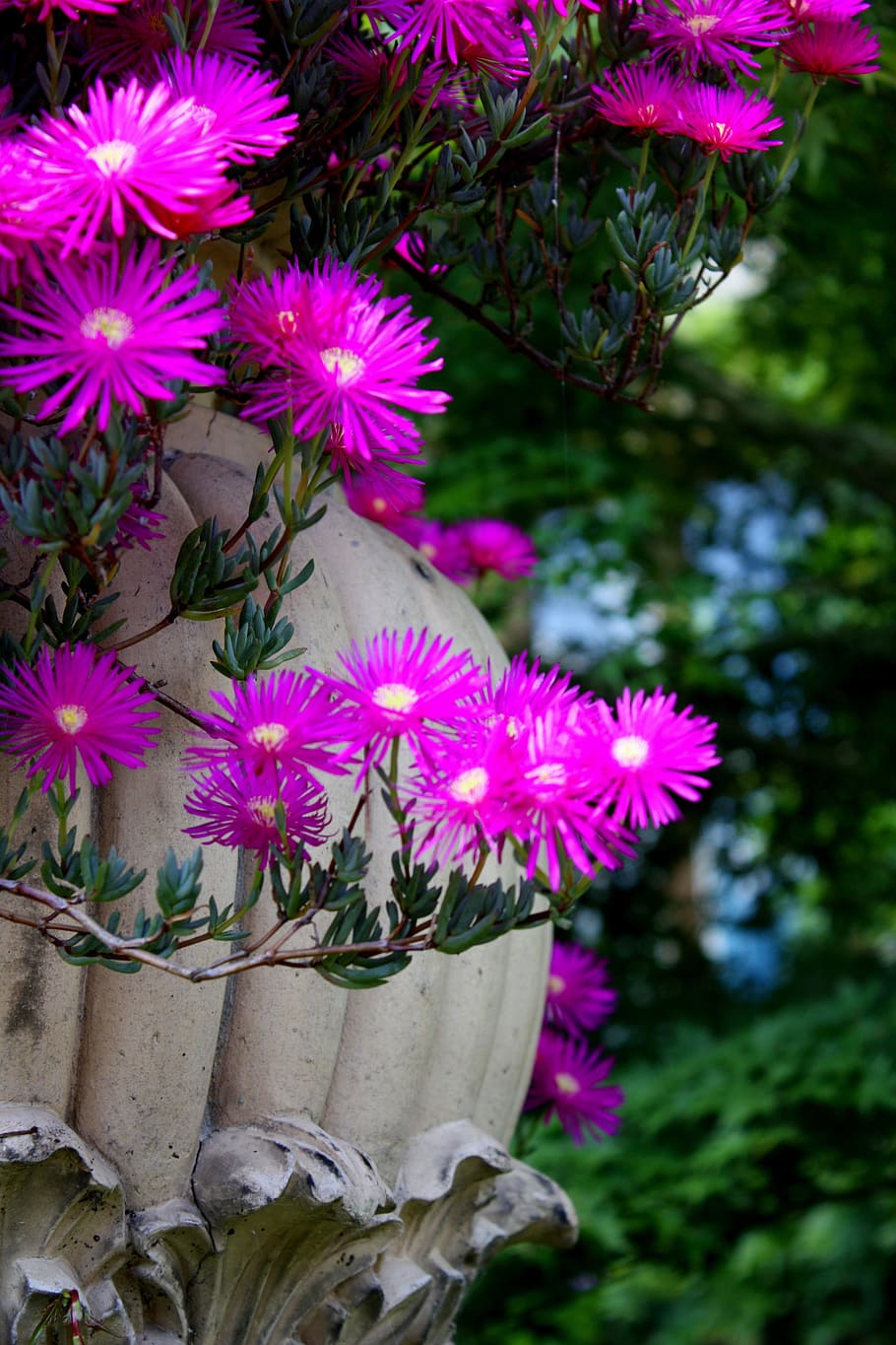 flower, pink, flora, nature, garden, pot, summer, leaf, green HD wallpaper