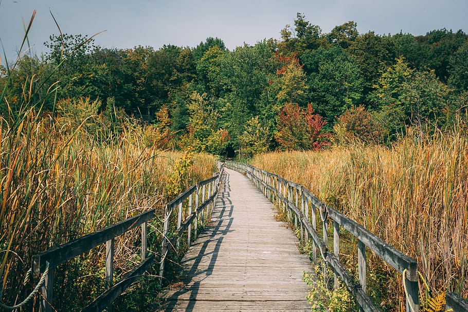 brown wooden dock between brown grass near trees at daytime, brown wooden pathway during daytime photo HD wallpaper