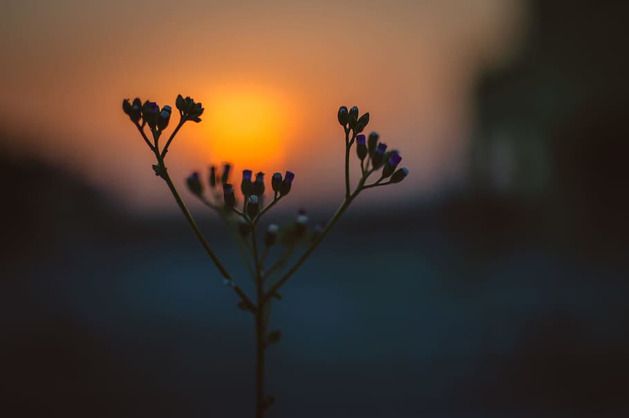 HD wallpaper: Flower Bloom during Sunrise, abstract, beautiful flowers, blur  | Wallpaper Flare