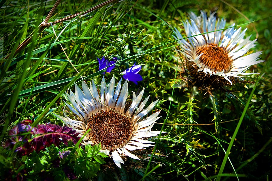 two flowers on grass, thistle, silver thistle, green stuff, botany, HD wallpaper