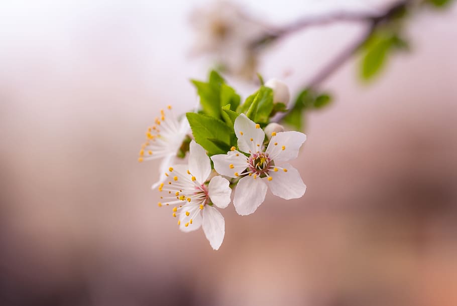 white, petals, flower, bloom, blossoms, blur, tree, branch HD wallpaper