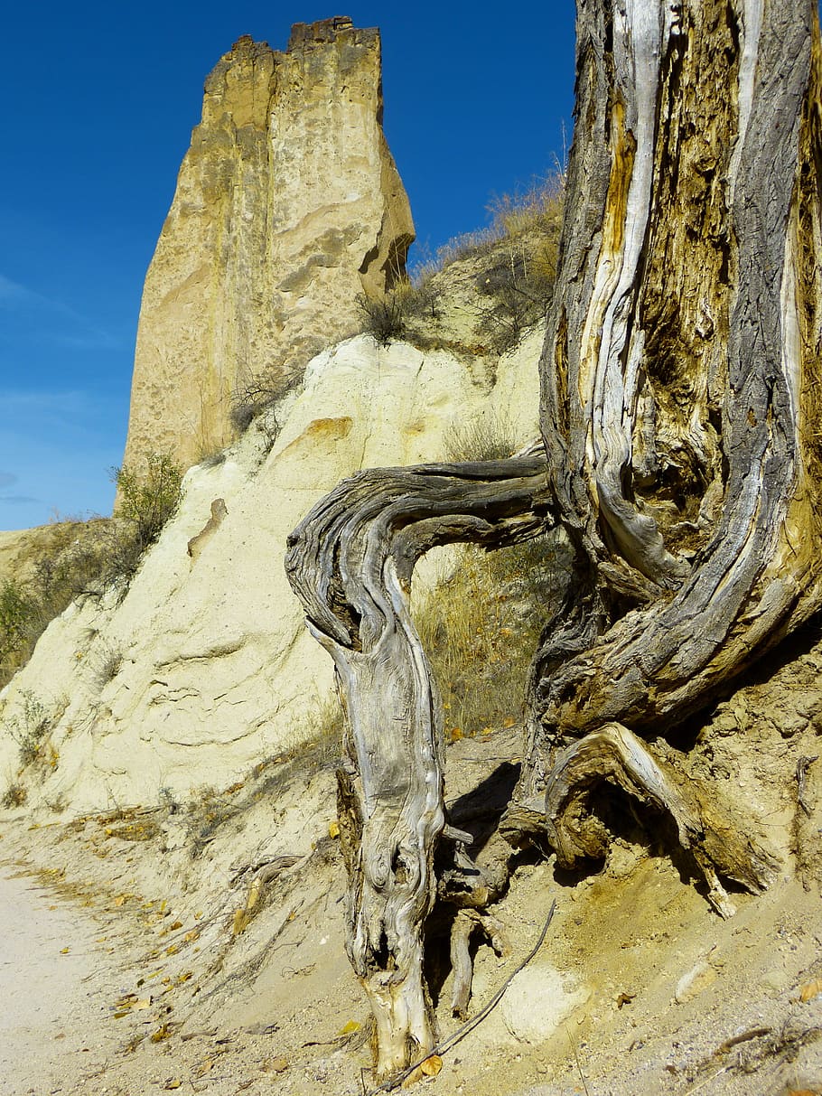 Rock, Old, Tree Root, dead plant, wood, mis shapen, nature HD wallpaper