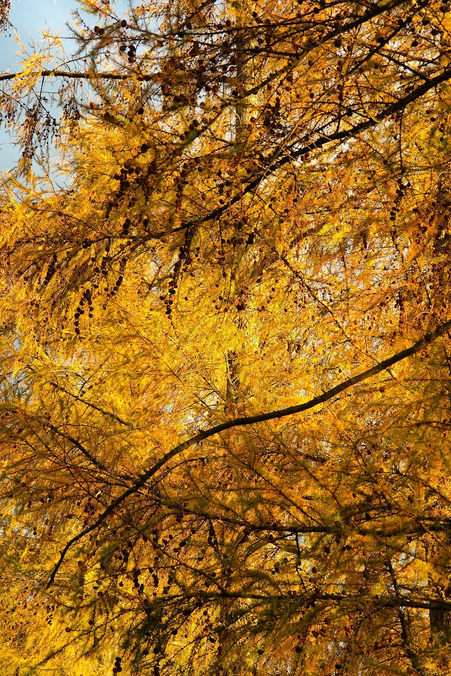 Fall Color, Color, Yellow, Golden, Leaves, needles, tap, european larch, HD wallpaper