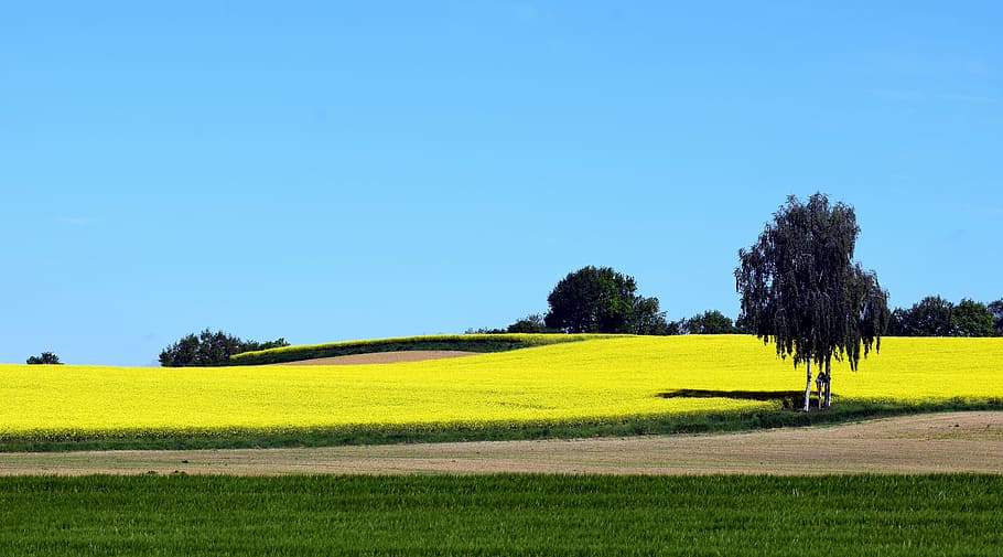 oilseed rape, field of rapeseeds, yellow, landscape, summer, HD wallpaper