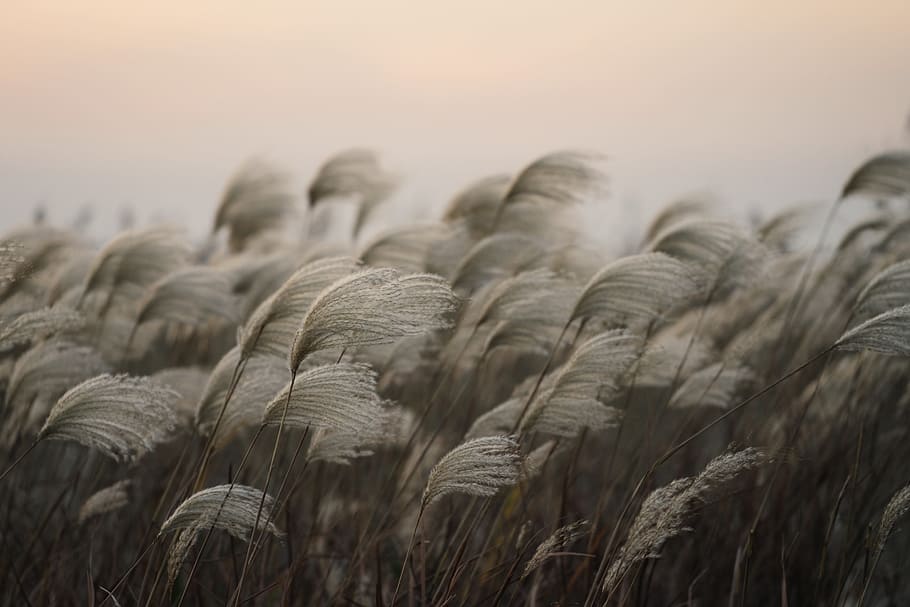 Grass, sky, red, agriculture, nature, rural scene, no people HD wallpaper