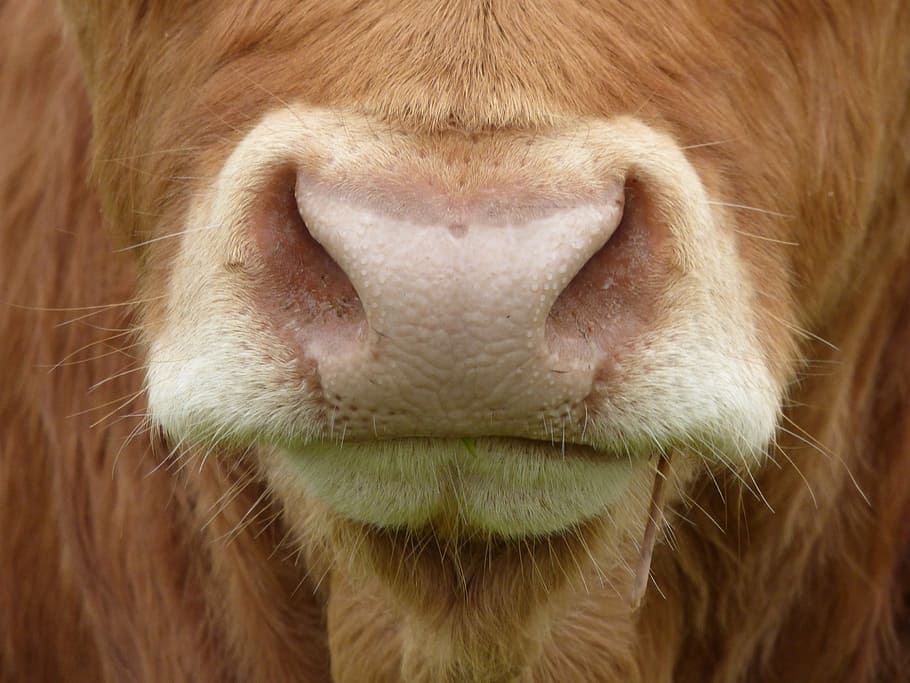 close-up photography of brown cow nose, cows nose, mammal, farm animal