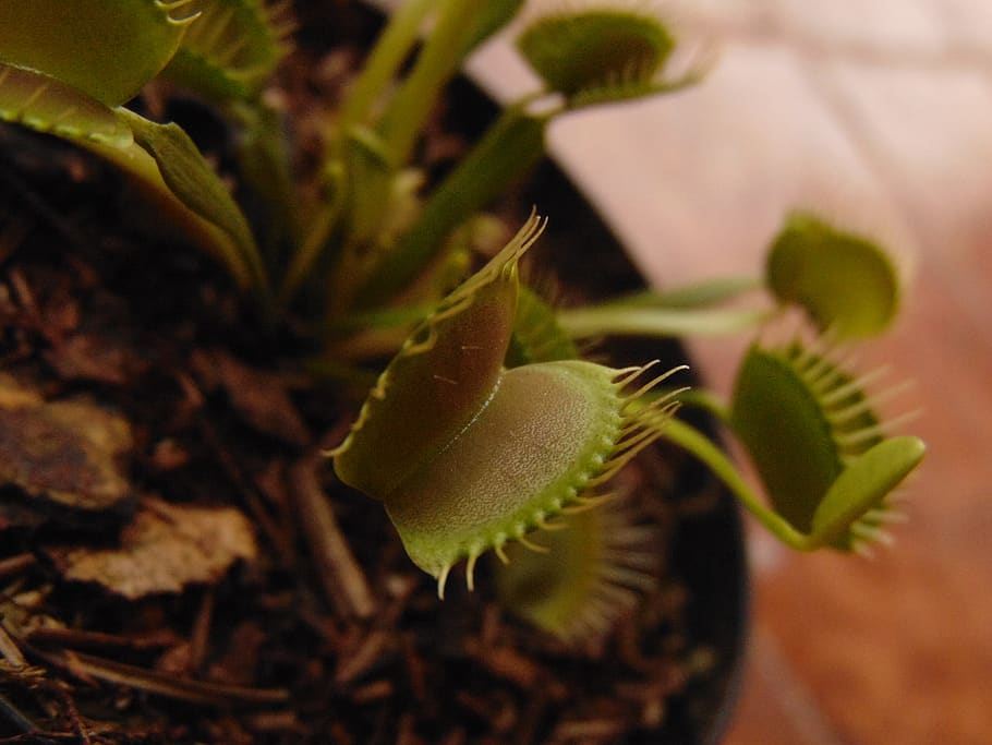 plant, leaf, nature, no person, venus flytrap, vegetable, healthy HD wallpaper