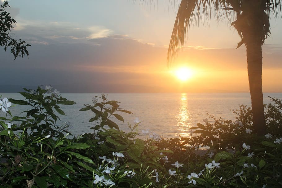 green leafed plants during sunset, good evening, paradise, sky