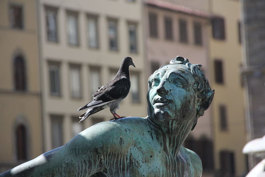 selective focus photo of black pigeon on person shoulder statue HD wallpaper