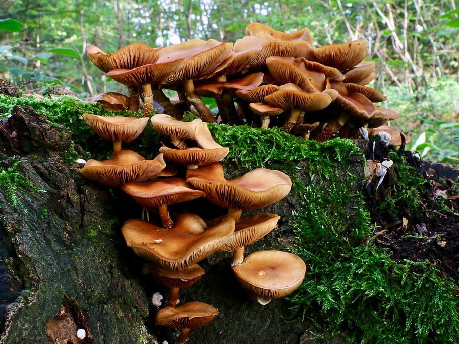 disc fungus, moss, autumn, mushroom, toadstool, vegetable, food, HD wallpaper